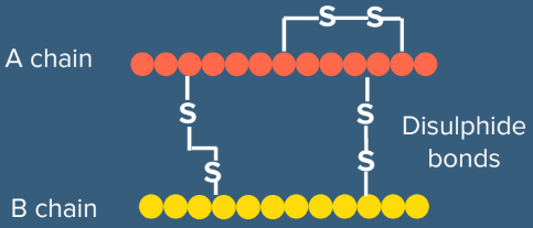 Human Insulin (Humulin) Human Insulin (Humulin)