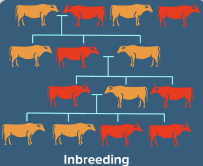 Inbreeding Inbreeding