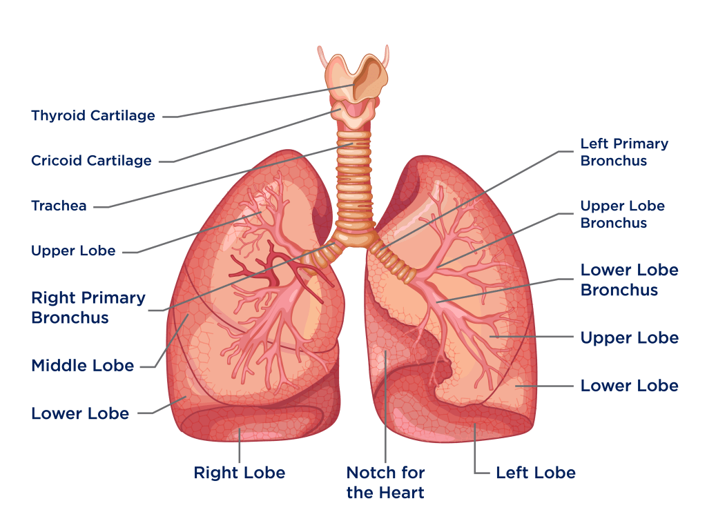 Lungs Diagram Human Lungs Anatomy Lungs Diagram Human Lungs Anatomy