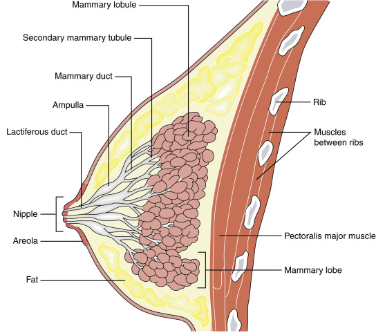 Mammary glands