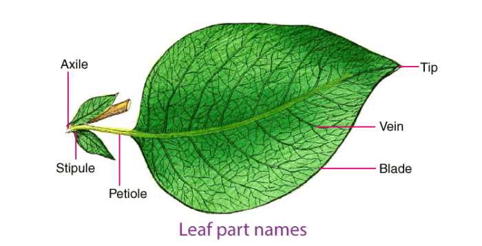 Tricks To Remember Class 11 Examples Of Morphology Botany NEET 2023 