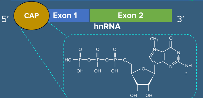 Post-transcriptional Processing