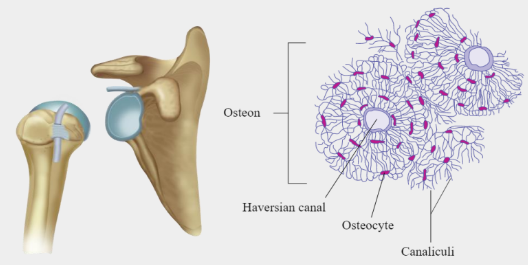 Structure of Osteon Structure of Osteon