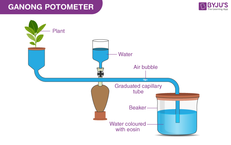 Ganong Potometer