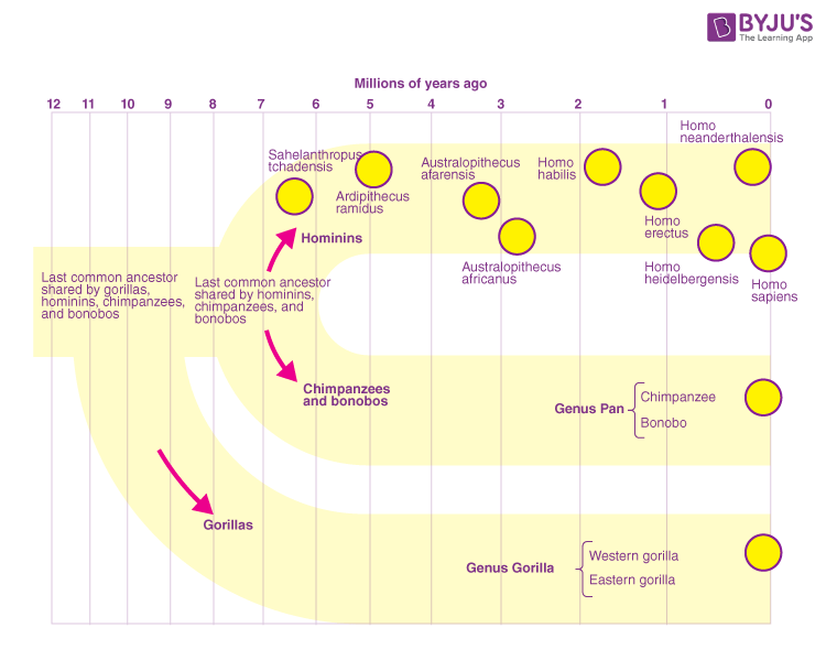 homo sapiens neanderthalensis timeline