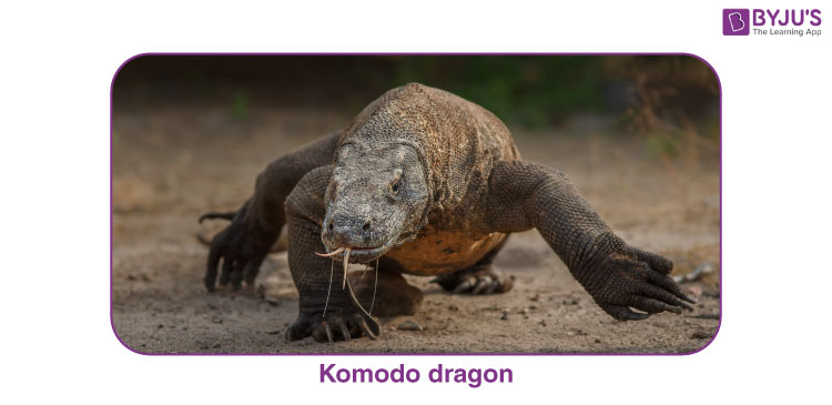 Komodo dragon