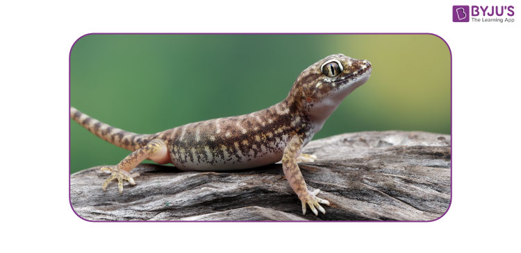 Scientific Name Of Lizard And Other