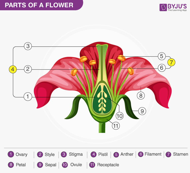 The Structure And Functions Of Pistil An Overview