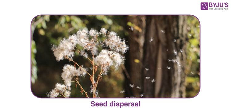 Dispersal of seeds