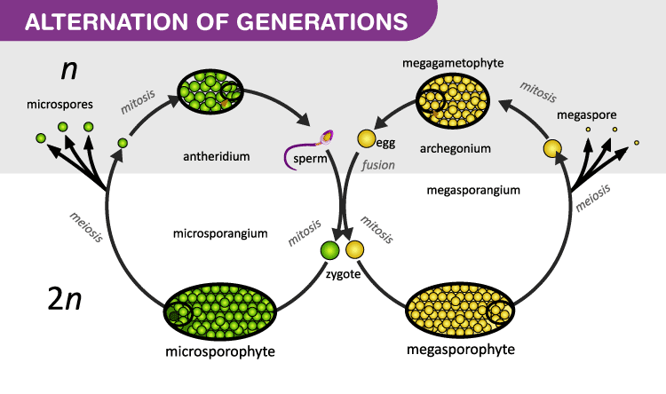 Plant Life Cycle And Alternation Of Generation