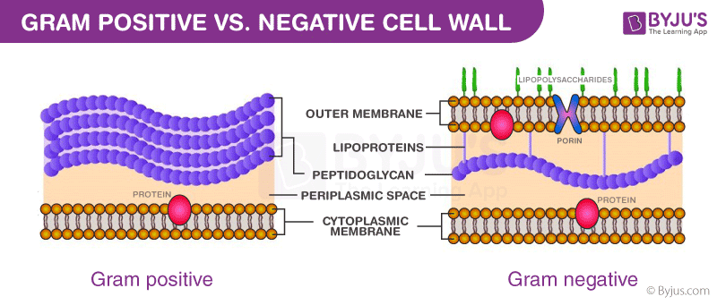 Composition of cell wall 