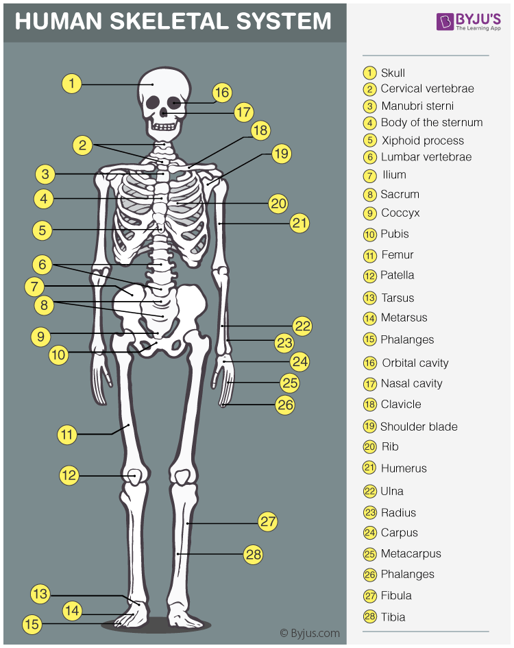 Bones In Your Body An Overview