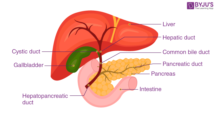 Liver 