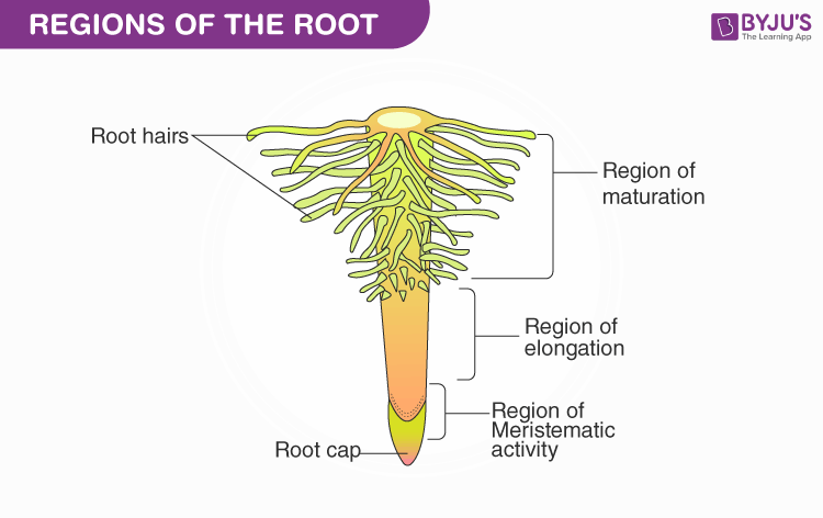 how to draw tap root and fibrous root/tap root system diagram - YouTube