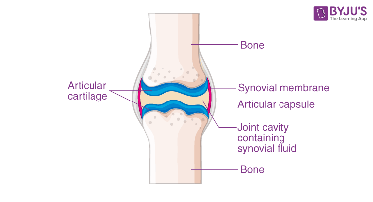 Synovial fluid and articular cartilage 