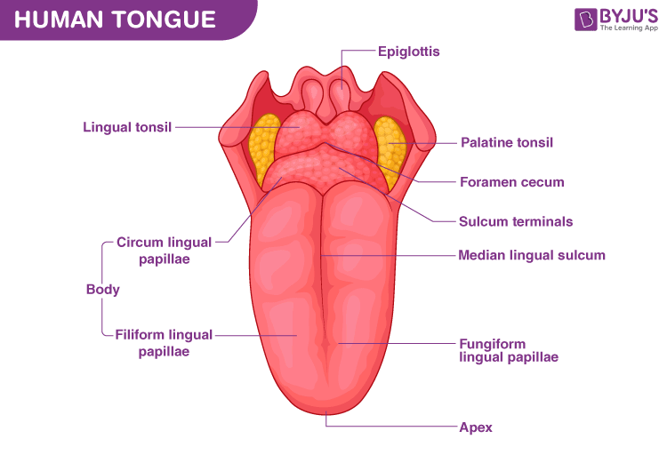 Tongue 