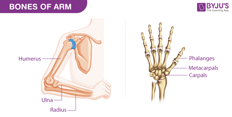 arm bones and muscles diagram