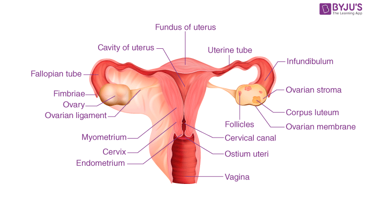What Is The Function And Structure Of Fallopian Tubes 