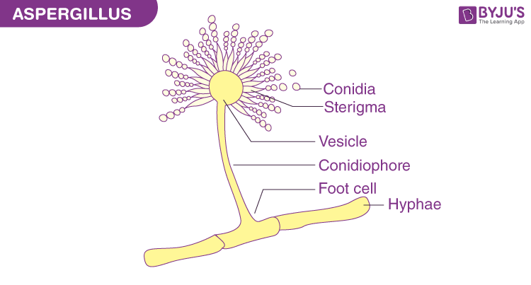 mold cell structure