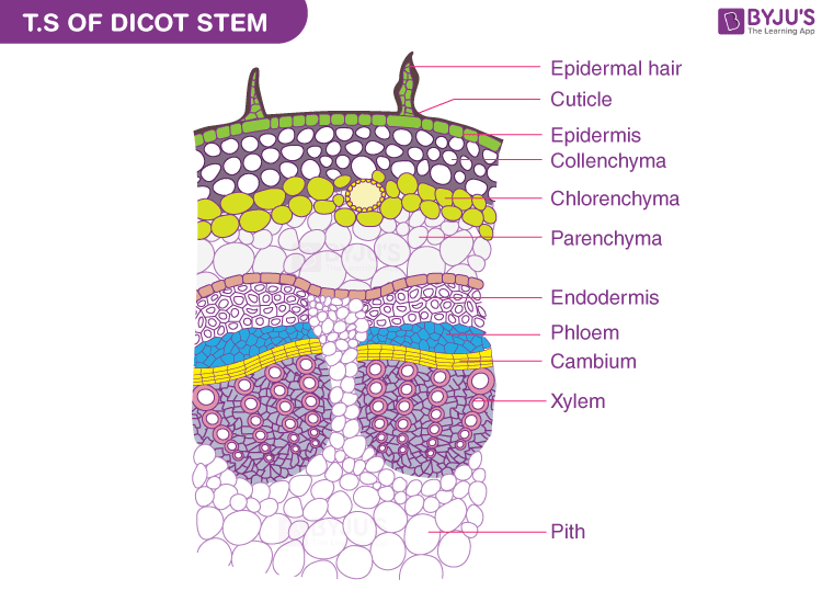 Monocot Dicot Stem Differences Similarities 54 OFF