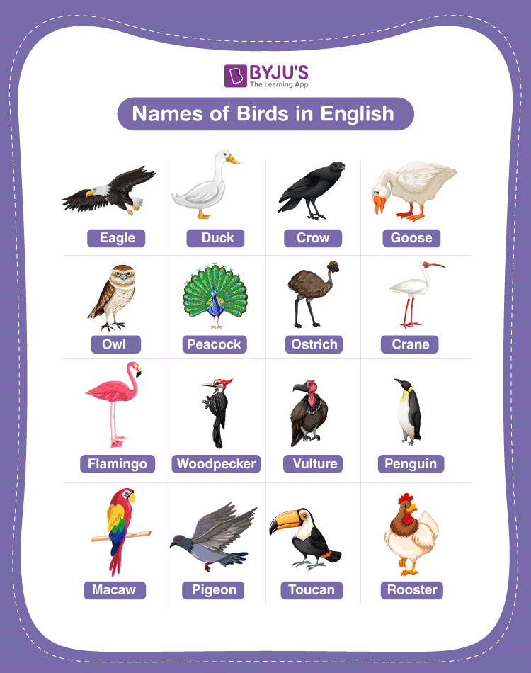 names of wild birds