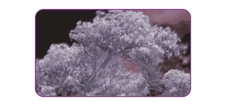 An infrared photograph of a tree