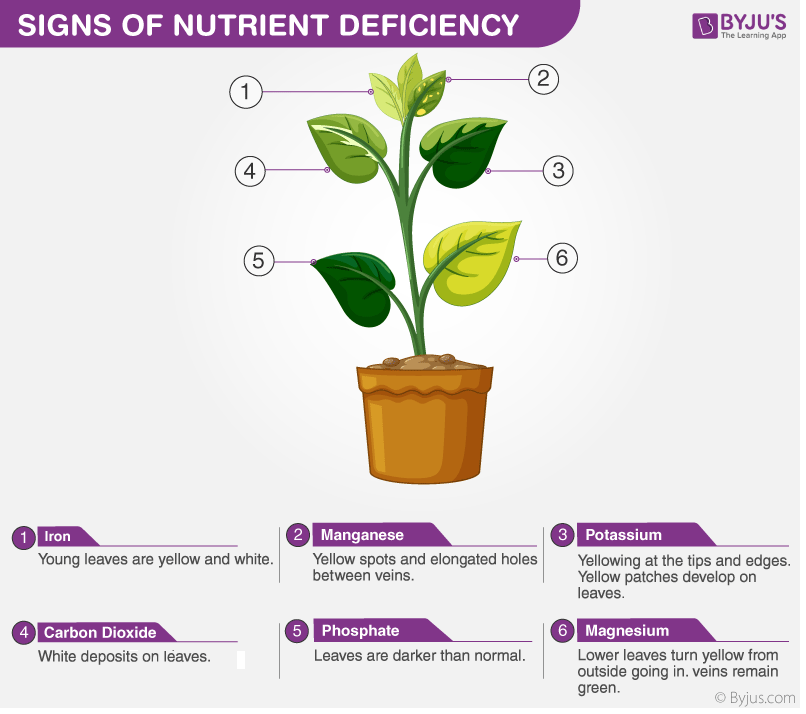 A) Effect of nutrient deficiencies on the specific growth rates