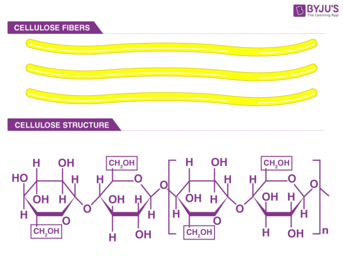 Is Cellulose a Carbohydrate? Detailed explanation of Cellulose as a