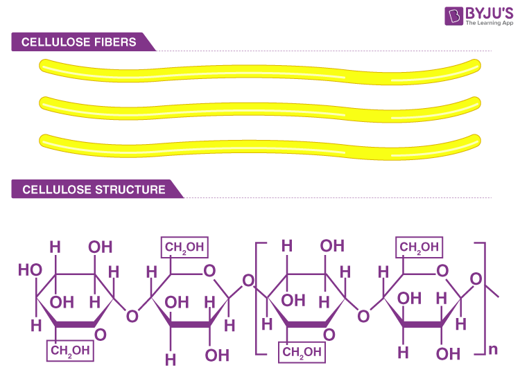 Is Cellulose a Carbohydrate 2