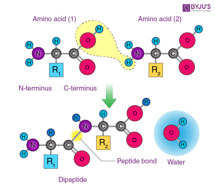 Peptide Bond Definition Formation Structure Examples