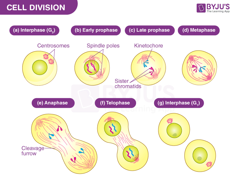 stages of mitosis for kids