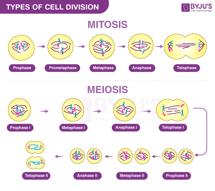 What on sale is mitosis