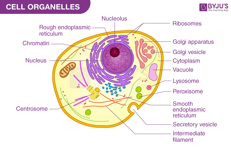 Cell Organelles Coloring Page Answer Key 2025 Cell Organelles Coloring Page Answer Key 2025