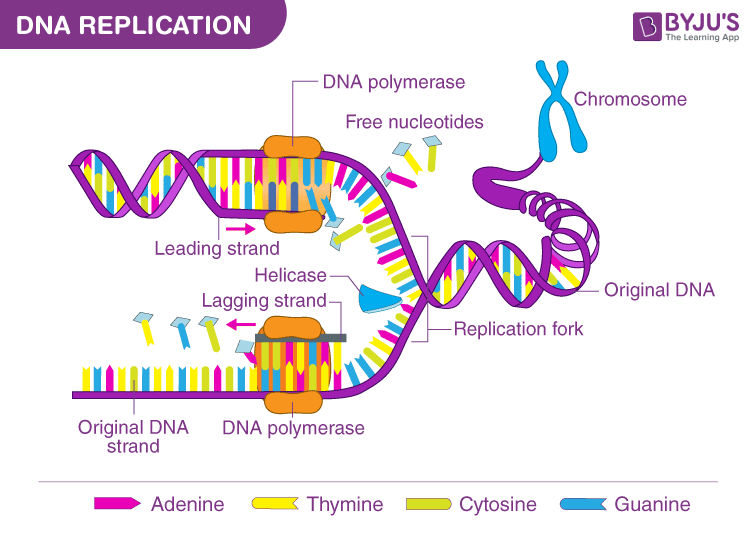 Machinery and Enzymes of DNA replication