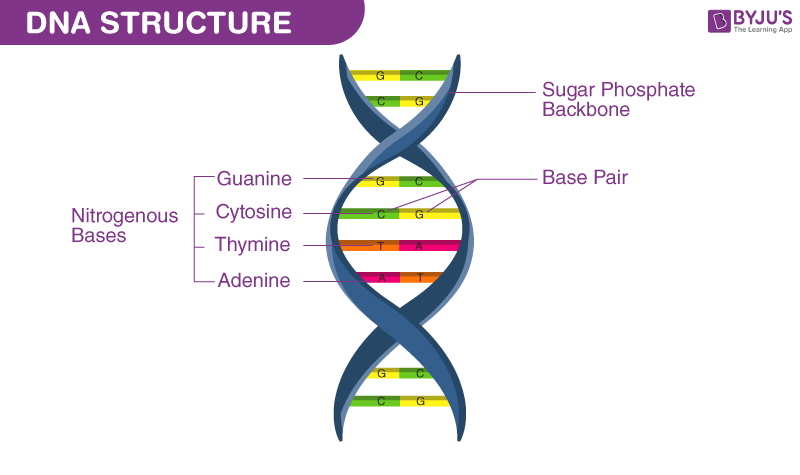 structure of dna diagram labeled