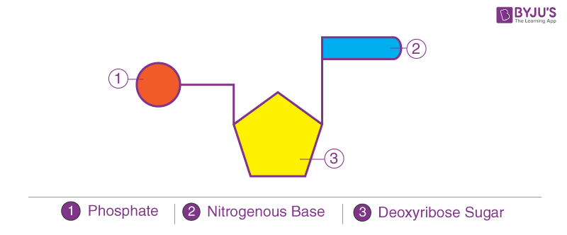 structure of dna diagram labeled