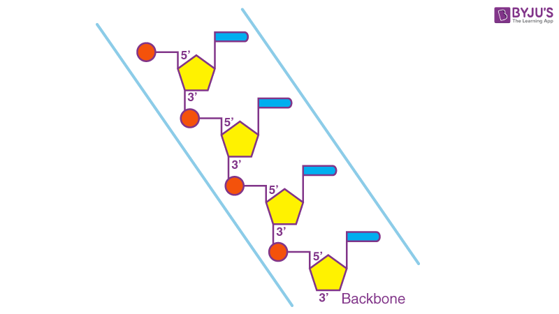 Structure of DNA