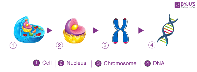 Structure of DNA