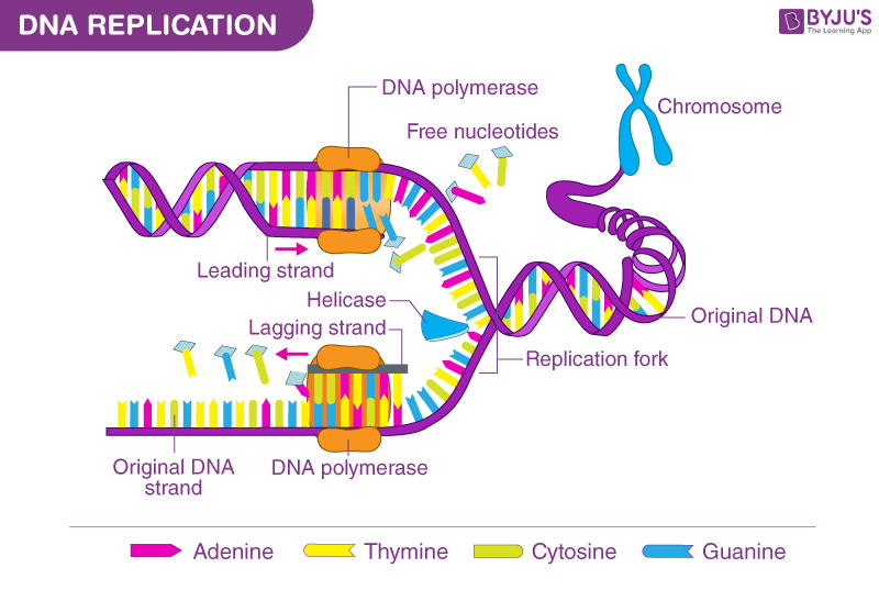 dna molecule nucleotide