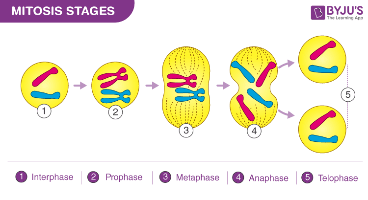 4 steps of mitosis