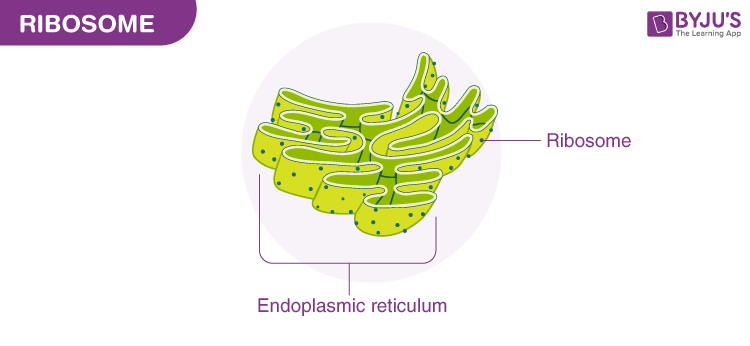 Labelled Diagram Of Ribosomes   Ribosomes July14th 