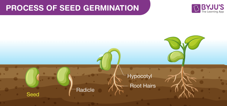 germination of seeds