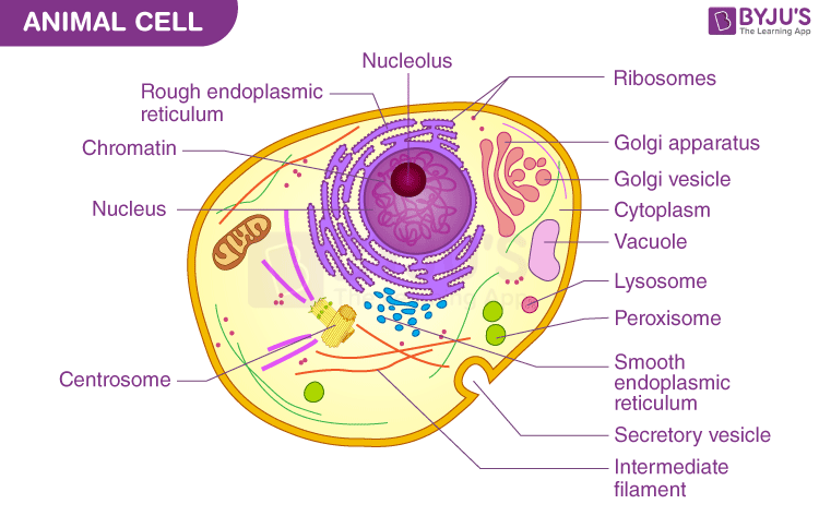 animal cell labeled