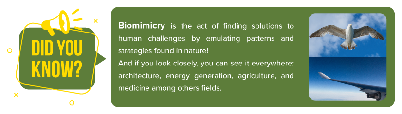 What is Biomimicry?