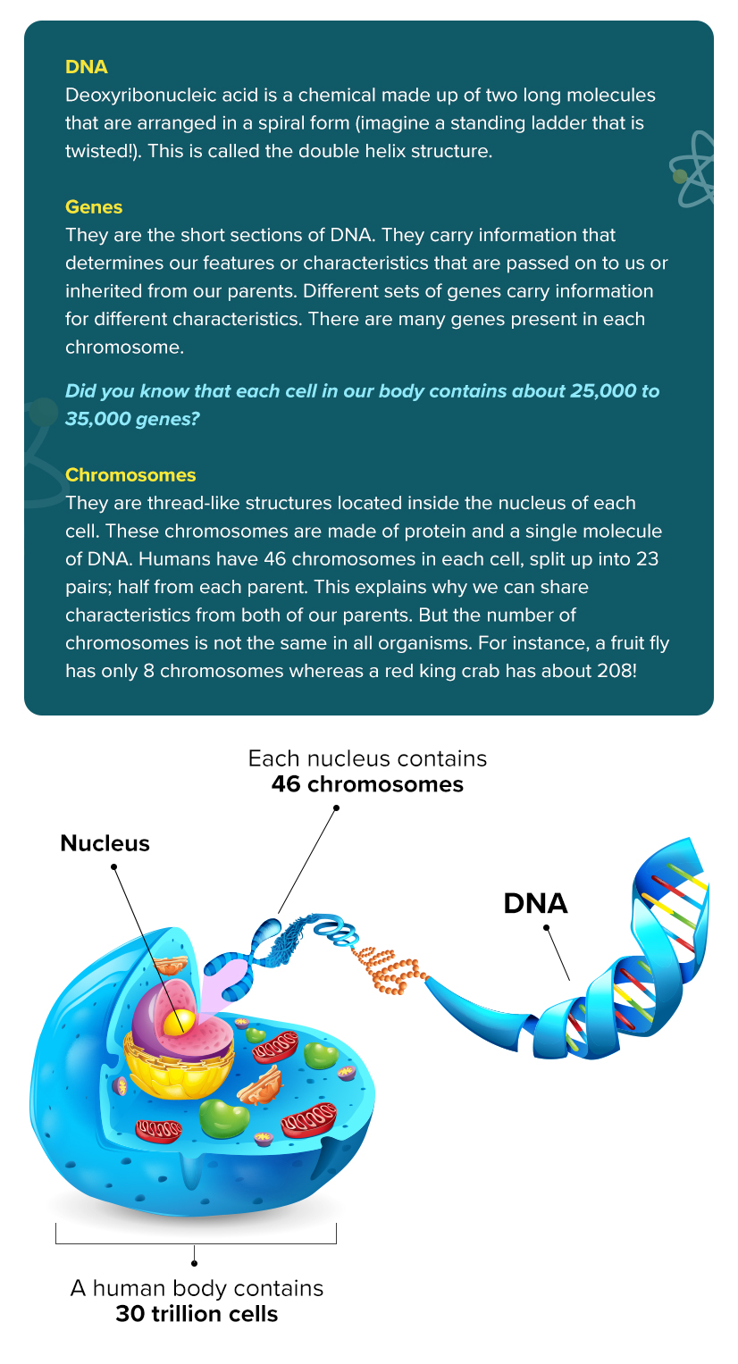 What are DNA, Genes, and Chromosomes?