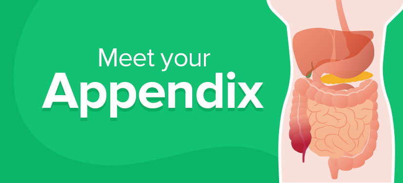 Meet your appendix