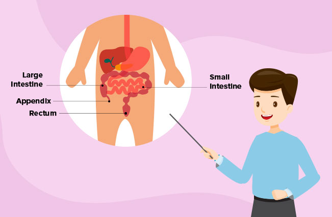 Appendix is located in the right side of the stomach next to the large intestine