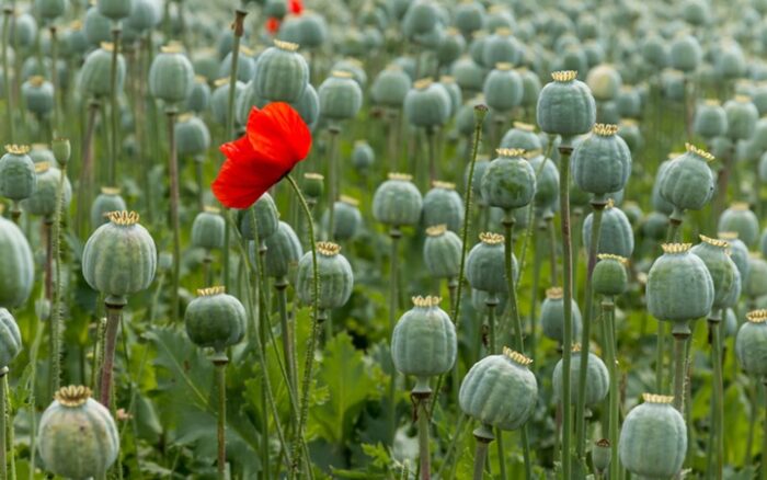 Opium poppy