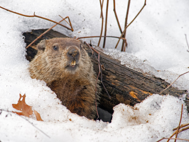 Why do some animals hibernate in winter