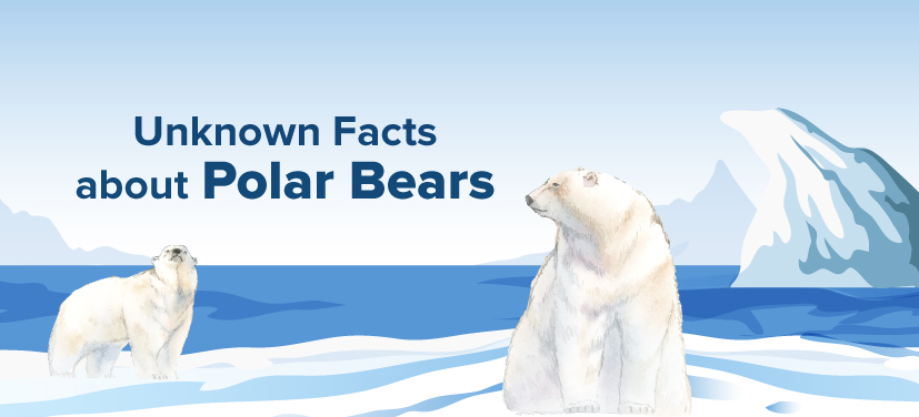 10 Amazing Facts About Polar Bears